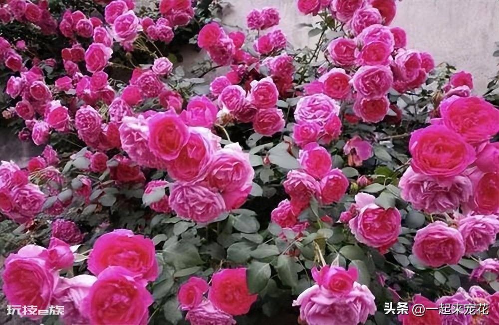 十大经典藤本月季品种图片(总结10种经典的藤本月季)-图片10